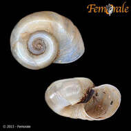 Image of Taphis andecolus (Orbigny 1835)