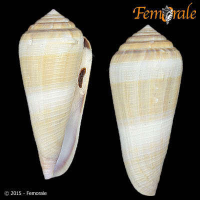 Image of cone snails