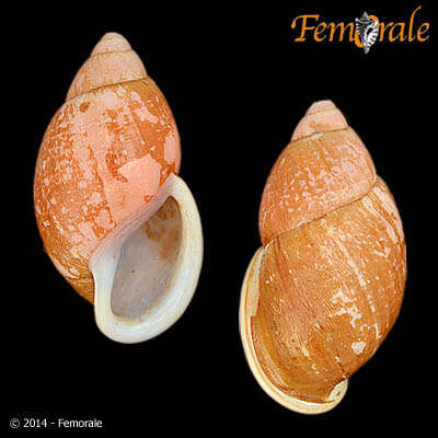 صورة <i>Strophocheilus</i> cf. <i>pudicus</i> (Muller 1774)