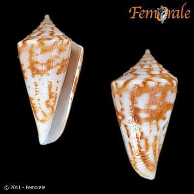 Image of cone snails