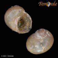 Image of <i>Laevilacunaria pumilio</i> (Smith 1879)