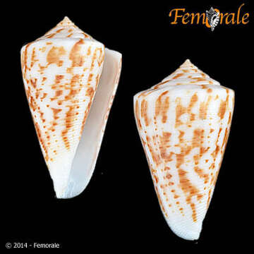 Image of cone snails