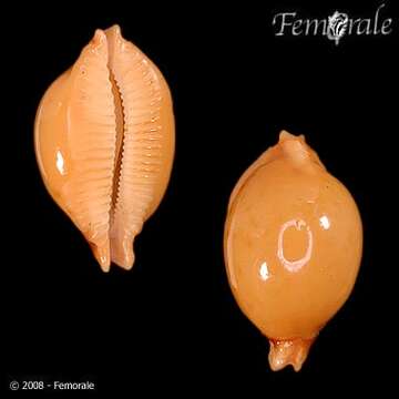 Image of Orthogastropoda