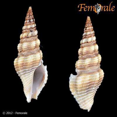 Image of Pseudomelatomidae J. P. E. Morrison 1966