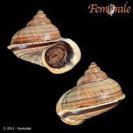 صورة Pomatiidae