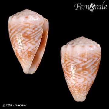 صورة Conus miliaris Hwass ex Bruguière 1792