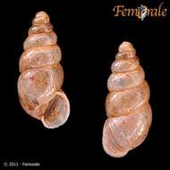 صورة Buliminidae