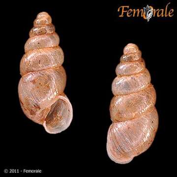 صورة Buliminidae