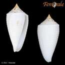 Image of Conus alabaster Reeve 1849