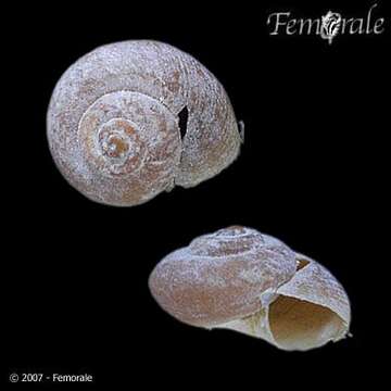 Image of unclassified Gastropoda