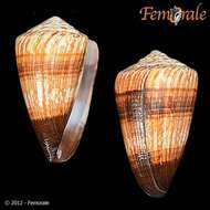 Image of cone snails