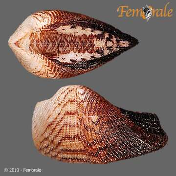 Image of Arcidae Lamarck 1809