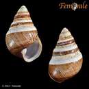 صورة <i>Achatinella mustelina kaalaensis</i> Welch 1938