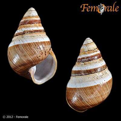 Image of achatinellid land snails