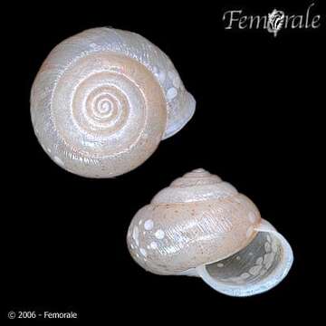 Image of bush snails