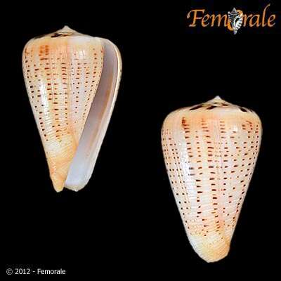 Image of cone snails