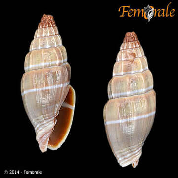 Image of Vexillum semisculptum (A. Adams & Reeve 1850)