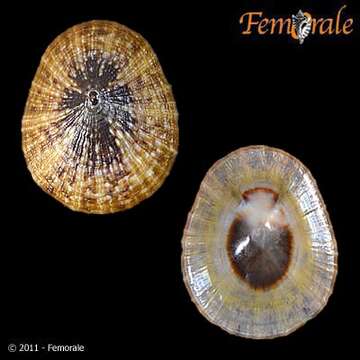 Image de Nacellidae Thiele 1891