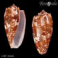 Image de Conus Linnaeus 1758