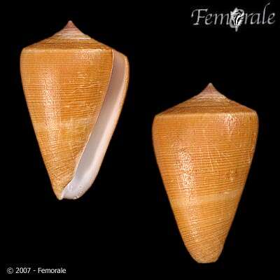 Image of cone snails