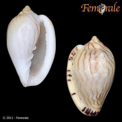 Image of Marginella Lamarck 1799