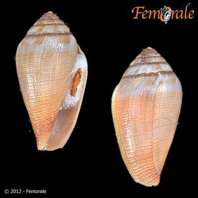 Image of cone snails