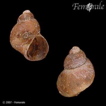 Image of chink snails