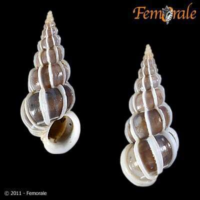 unclassified Gastropoda resmi