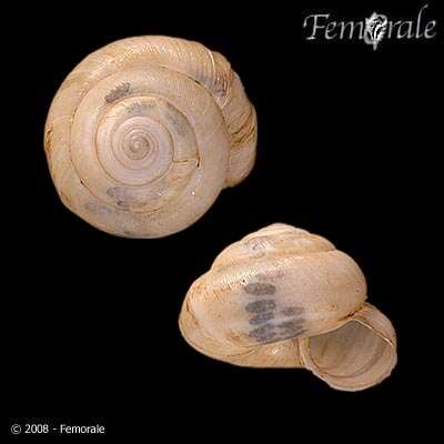 Image of hunter snails