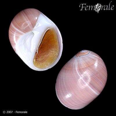Image of moon snails
