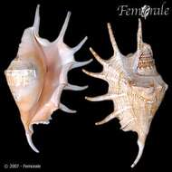 Image of spider conch