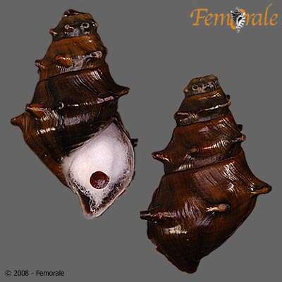 Image of unclassified Gastropoda