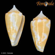 Image of cone snails