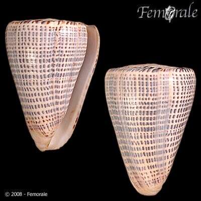 Image of cone snails