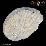 Image of Haliotoidea Rafinesque 1815