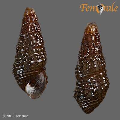 Plancia ëd Pachychilidae