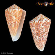 Image of Conus Linnaeus 1758