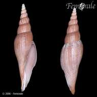 Imagem de Ptychatractidae Stimpson 1865