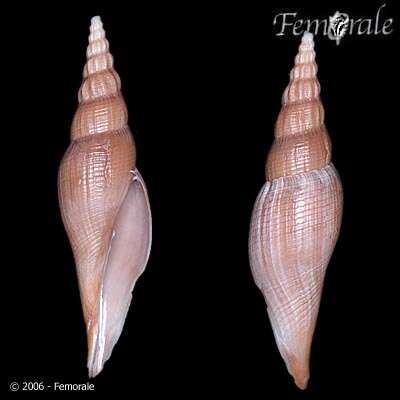 Imagem de Ptychatractidae Stimpson 1865