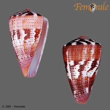 Image of Conus Linnaeus 1758