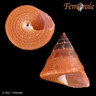 صورة Calliostomatidae Thiele 1924