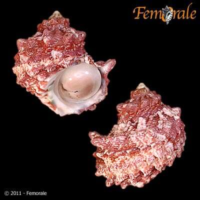 Image of turban snail