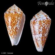 Image of Conus Linnaeus 1758