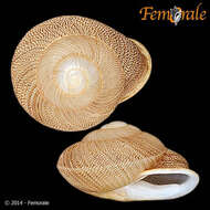 Image of <i>Polydontes lima</i> (Ferussac 1821)