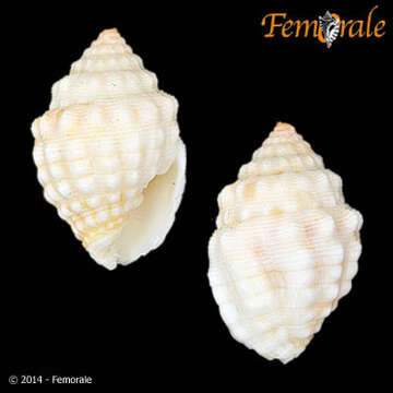 Image of Turbinelloidea Rafinesque 1815