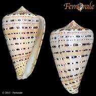 Image of cone snails