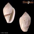 Image of Marginella eucosmia Bartsch 1915