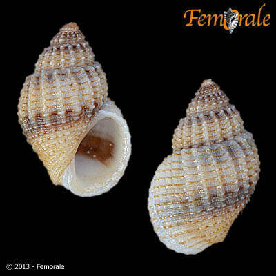 Image of Paludomidae