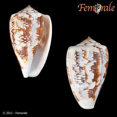 Image of Conus anemone Lamarck 1810