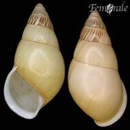 Image of <i>Amphidromus lindstedti</i> (L. Pfeiffer 1857)